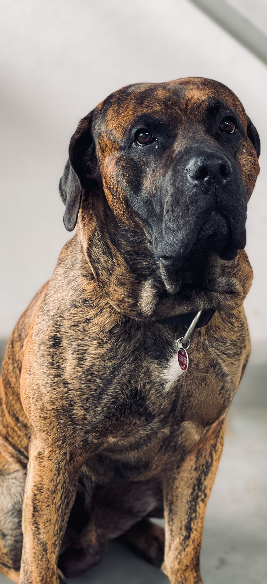 Tyson, Signaltechnik, Leit- und Sicherungstechnik